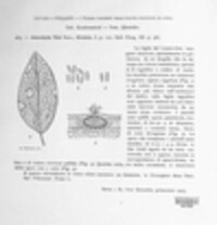 Ascochyta tini image